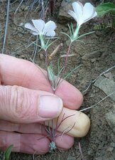 Linanthus dichotomus Plant